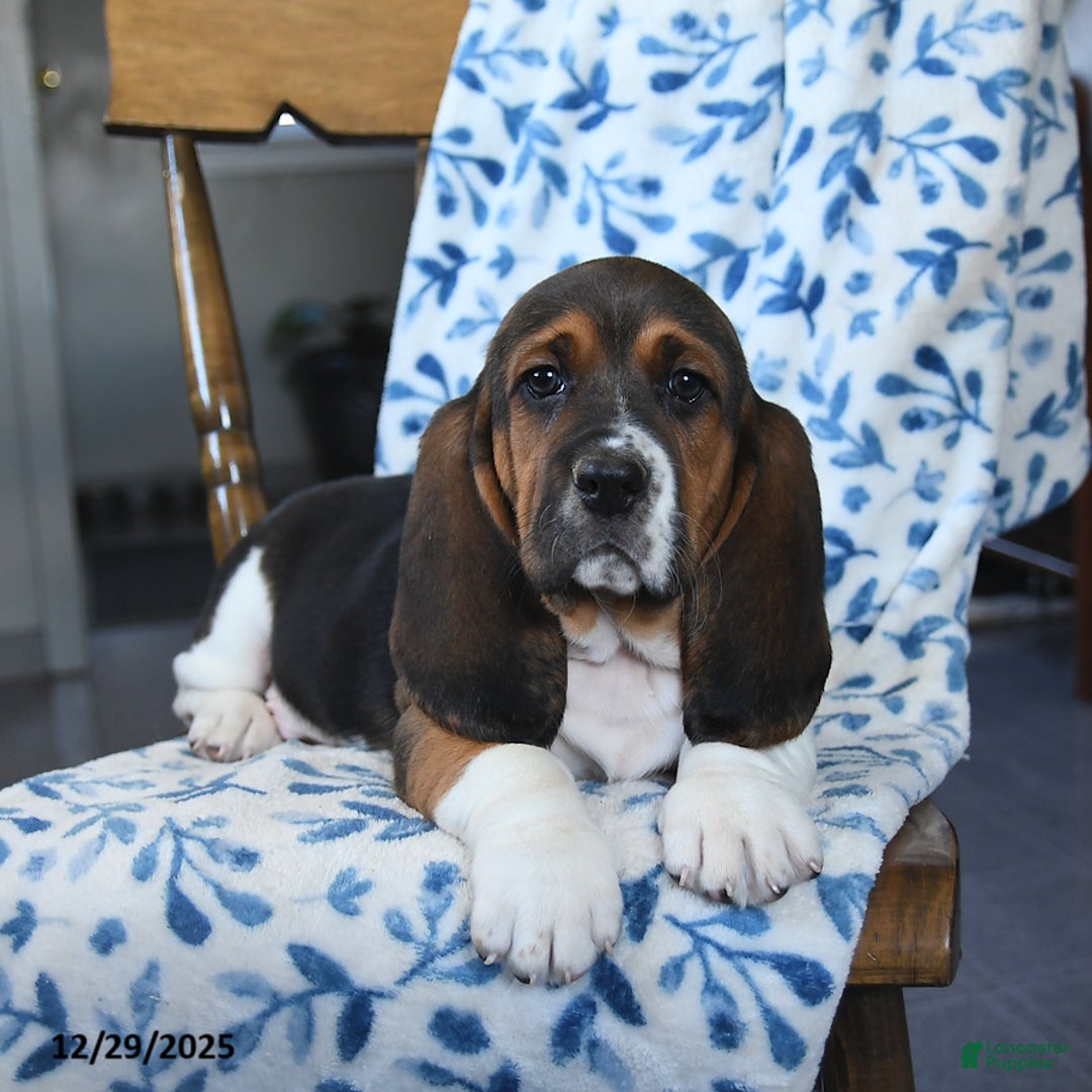 Basset Hound dogs for sale: Denver - Ad 1