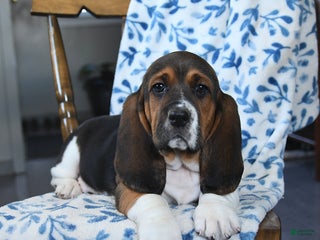 Basset Hound dogs Denver - Ad 8