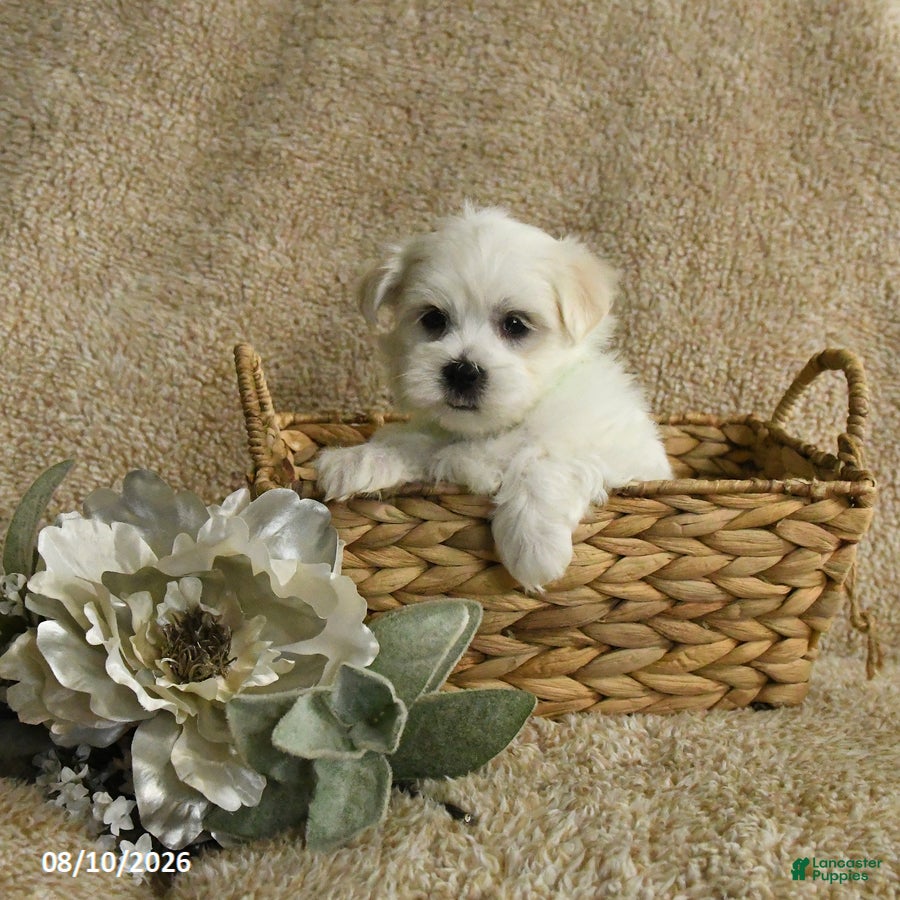 Maltese dogs Ranger - Ad 2