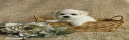 Maltese dogs for sale: Ranger - Ad 2