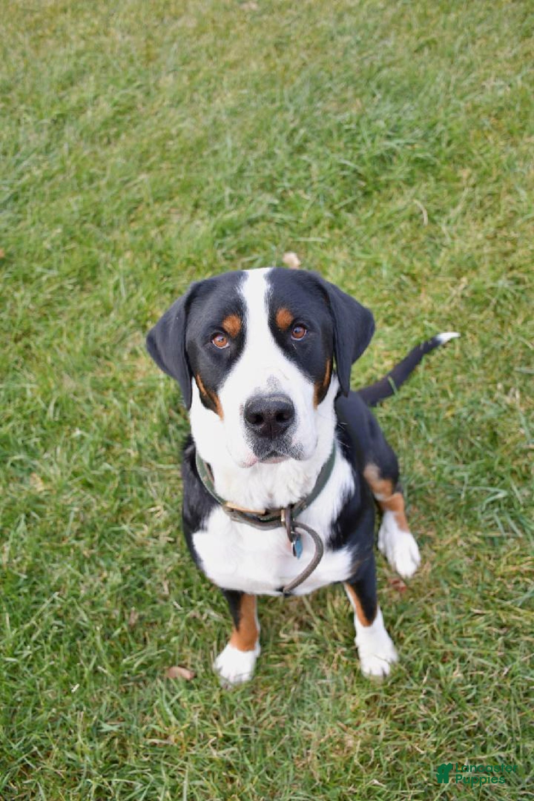 Greater Swiss Mountain Dog dogs for sale: Greater Swiss Mountain Dog Puppy 1 - Ad 2