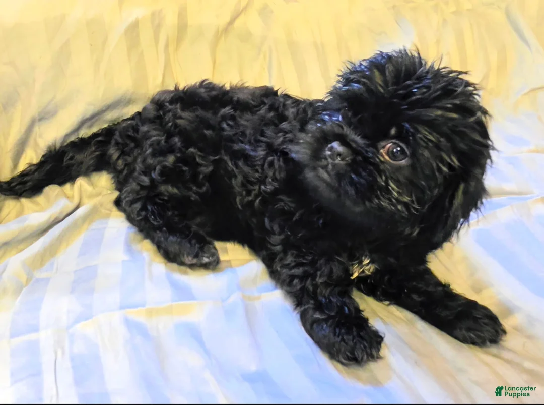 Teddy Bear dogs for sale: Ebby - Ad 1