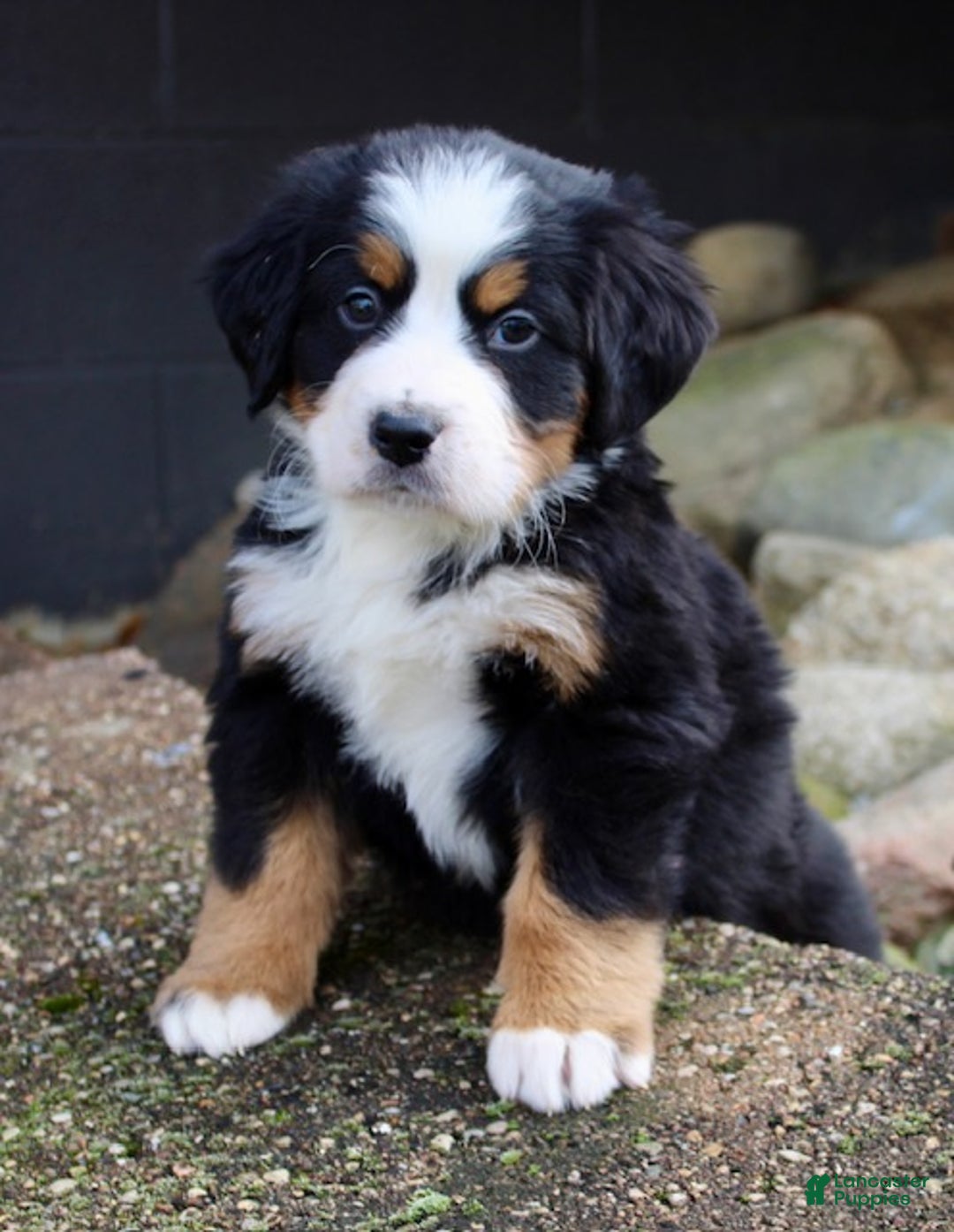 Bernese Mountain Dog dogs for sale: Loki - Ad 2