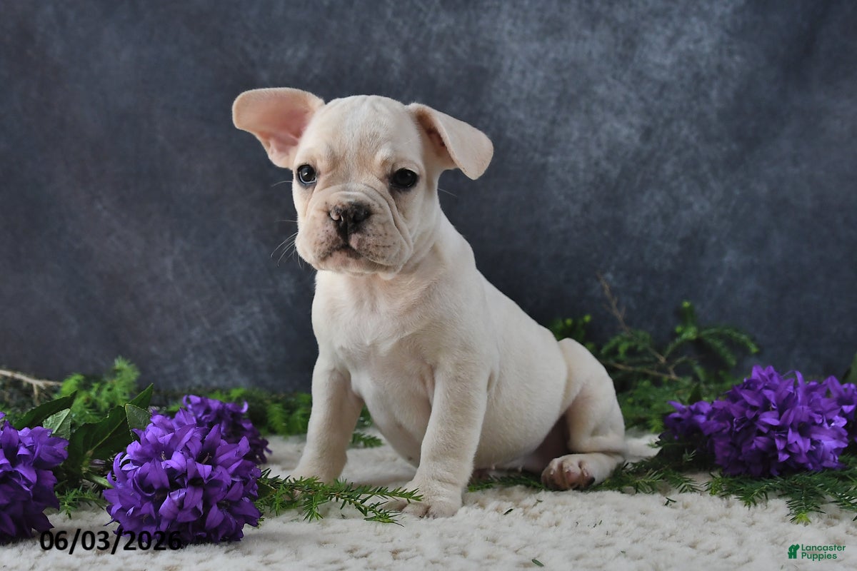 French Bulldog dogs Jenny - Ad 2