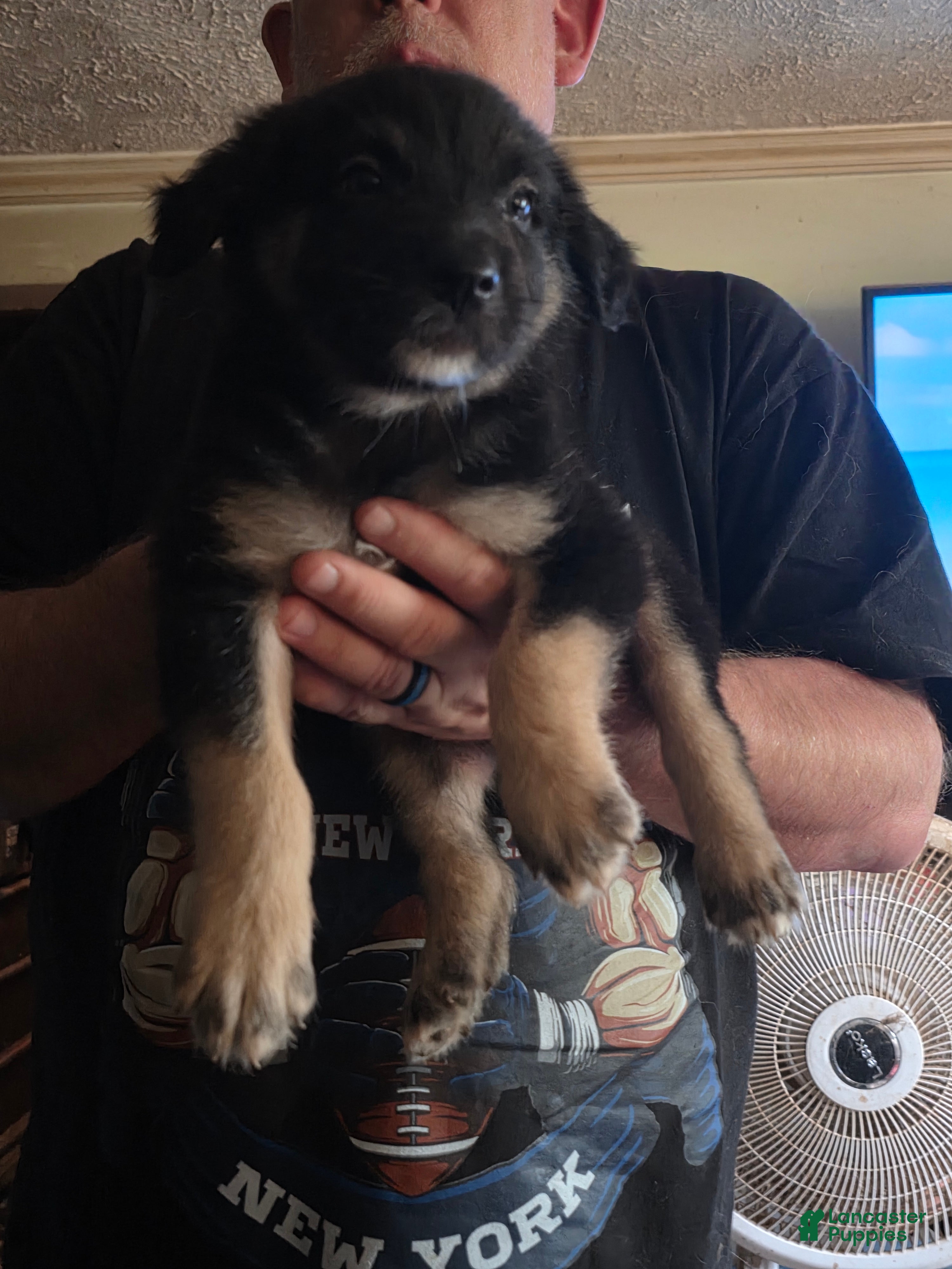 Australian Shepherd dogs Keegan - Ad 30