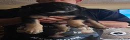 Australian Shepherd dogs for sale: Keegan - Ad 1