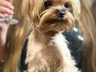 Yorkshire Terrier dogs Lucy - Ad 19