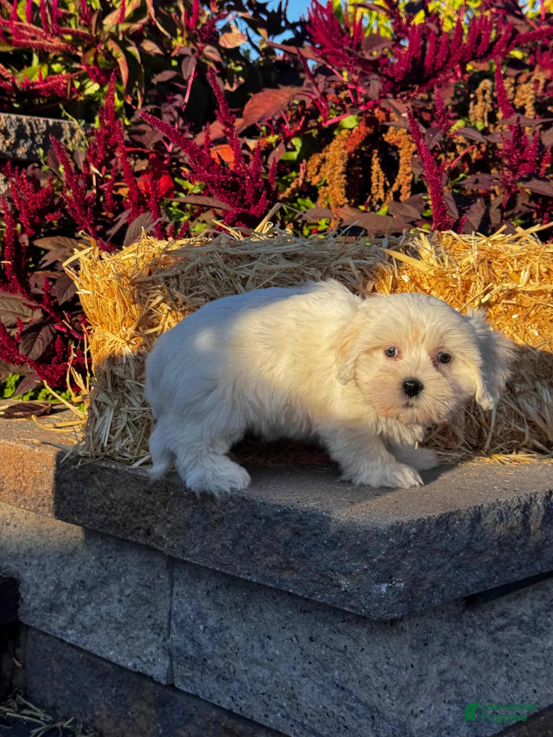 Coton De Tulear dogs for sale: Cora - Ad 2