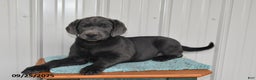 Labrador Retriever dogs for sale: Cash - Ad 11