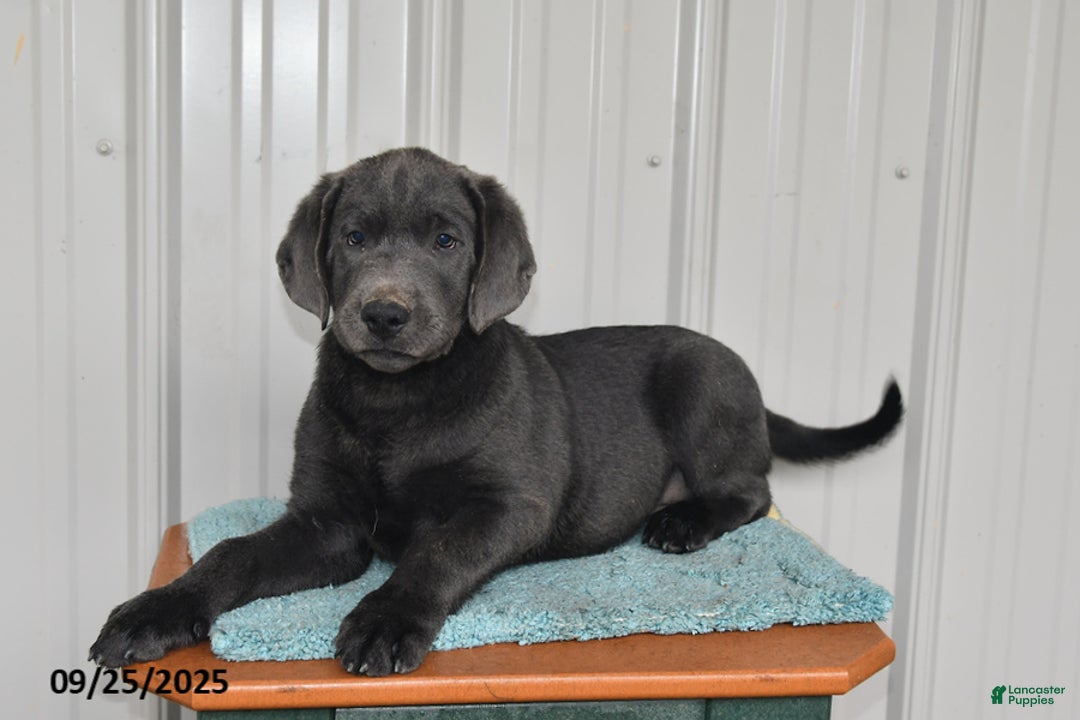 Labrador Retriever dogs for sale: Cash - Ad 11