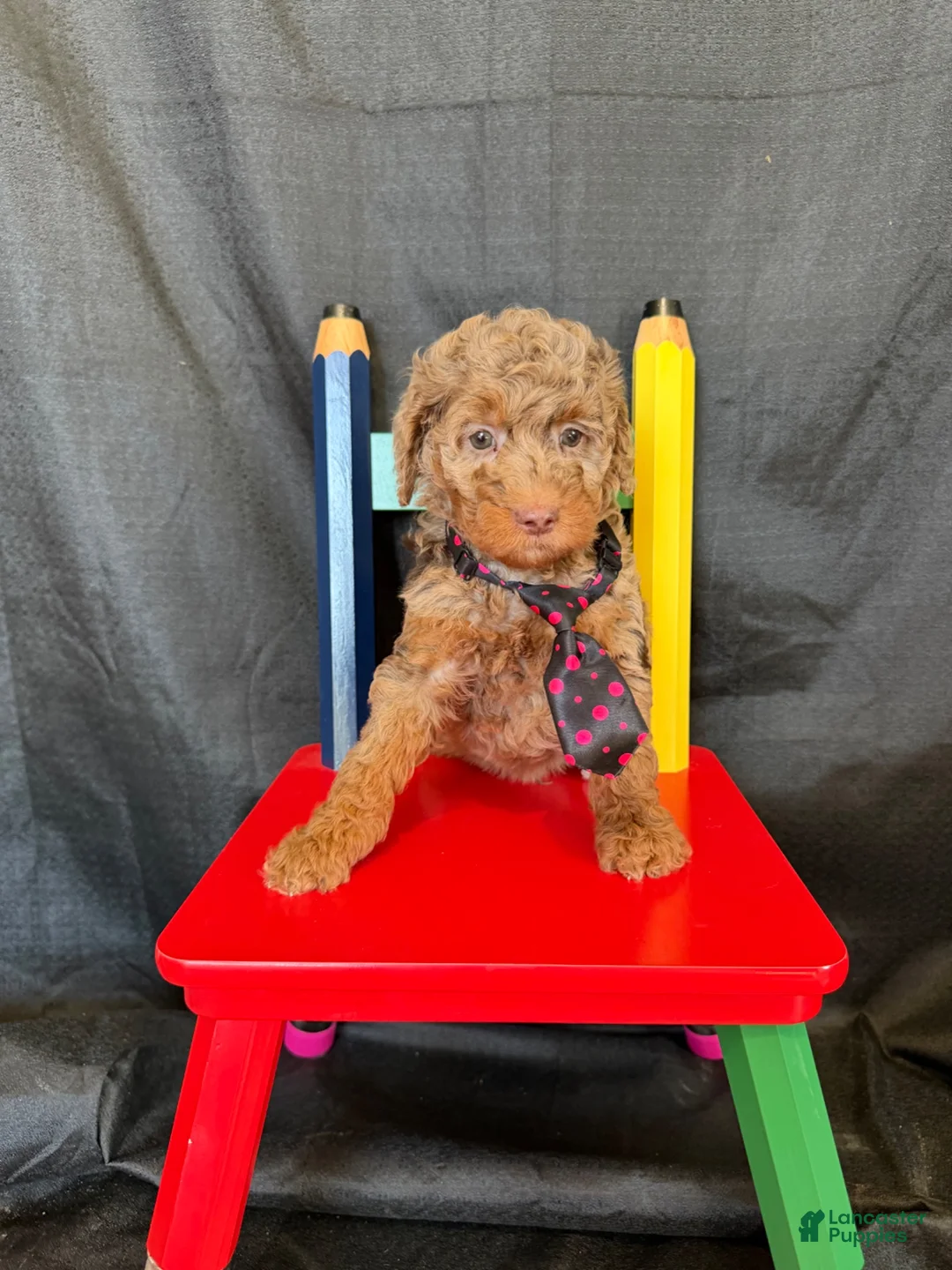 Miniature Poodle dogs for sale: Akc Clear Choc Merle Phantom Black Tie - Ad 16