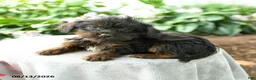 Yorkiepoo dogs for sale: Pritti - Ad 3