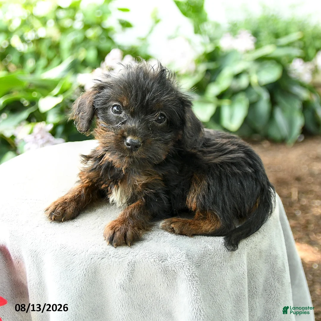 Yorkiepoo dogs for sale: Pritti - Ad 3