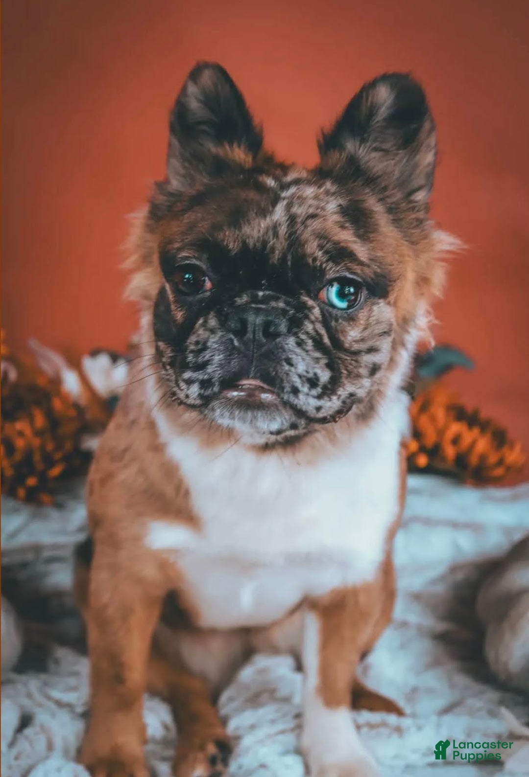 French Bulldog dogs for sale: Teddie -Fulffy Big Rope - Ad 9