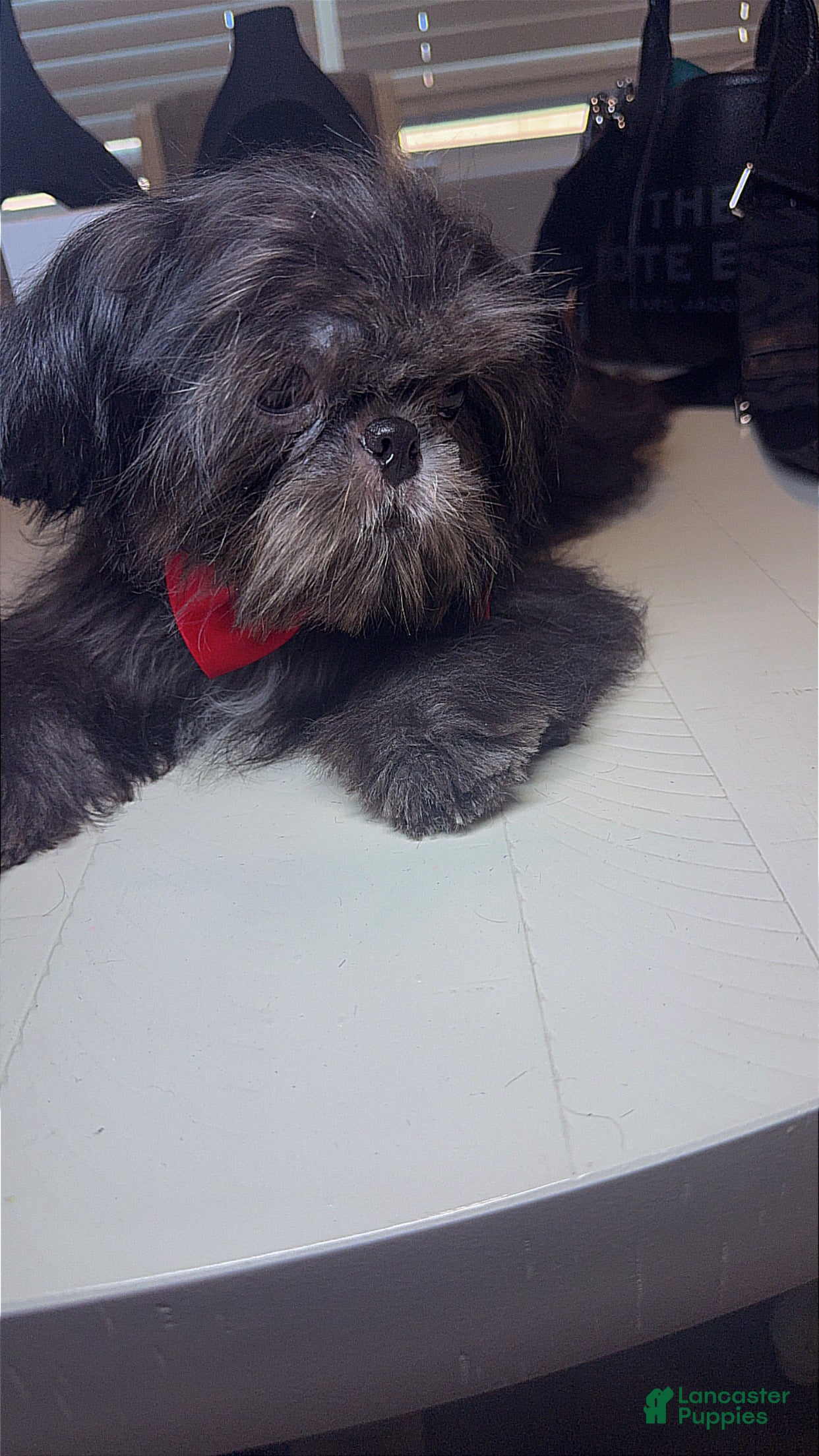 Shih Tzu dogs AKC Keith - Ad 2
