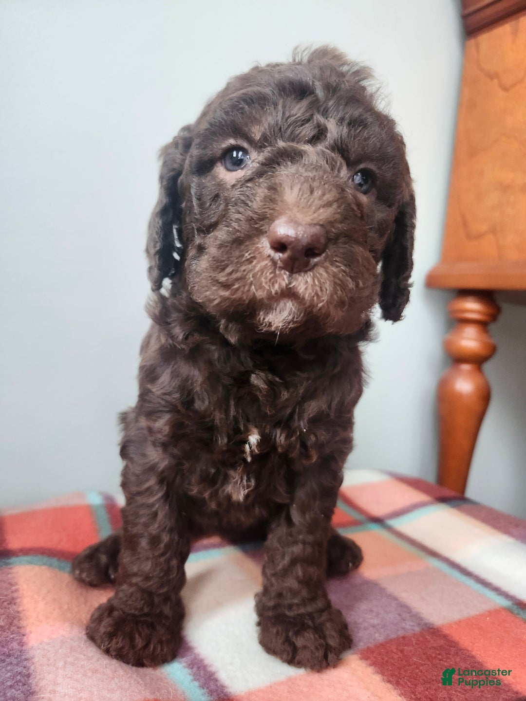Labradoodle dogs for sale: Ginger - Ad 8