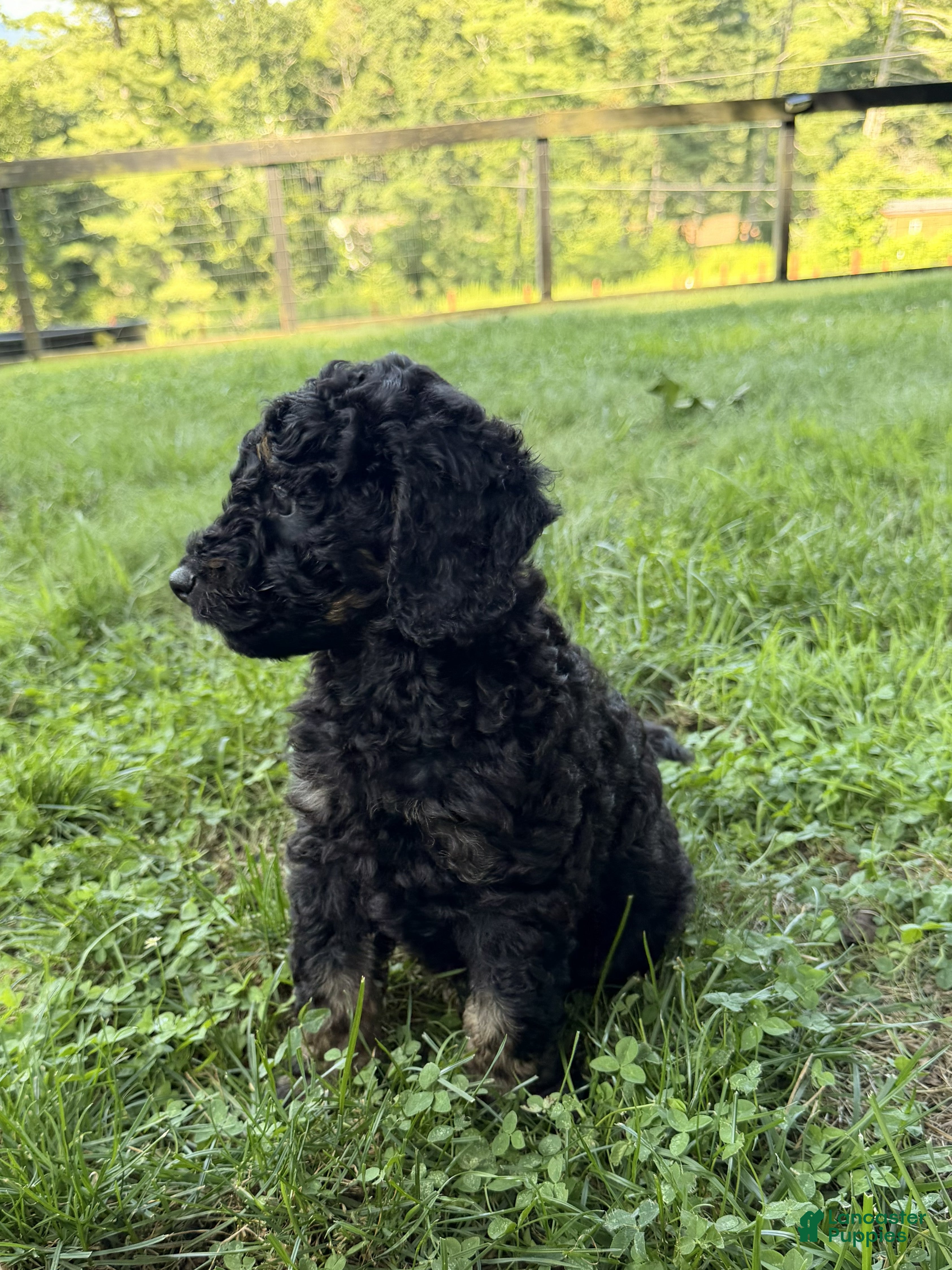 Aussiedoodle dogs Cirie - Ad 1