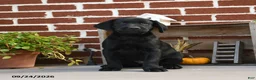 Labrador Retriever dogs for sale: Pretzel - Ad 3