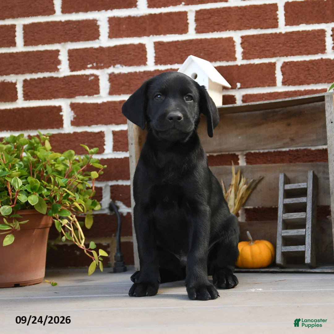 Labrador Retriever dogs for sale: Pretzel - Ad 3