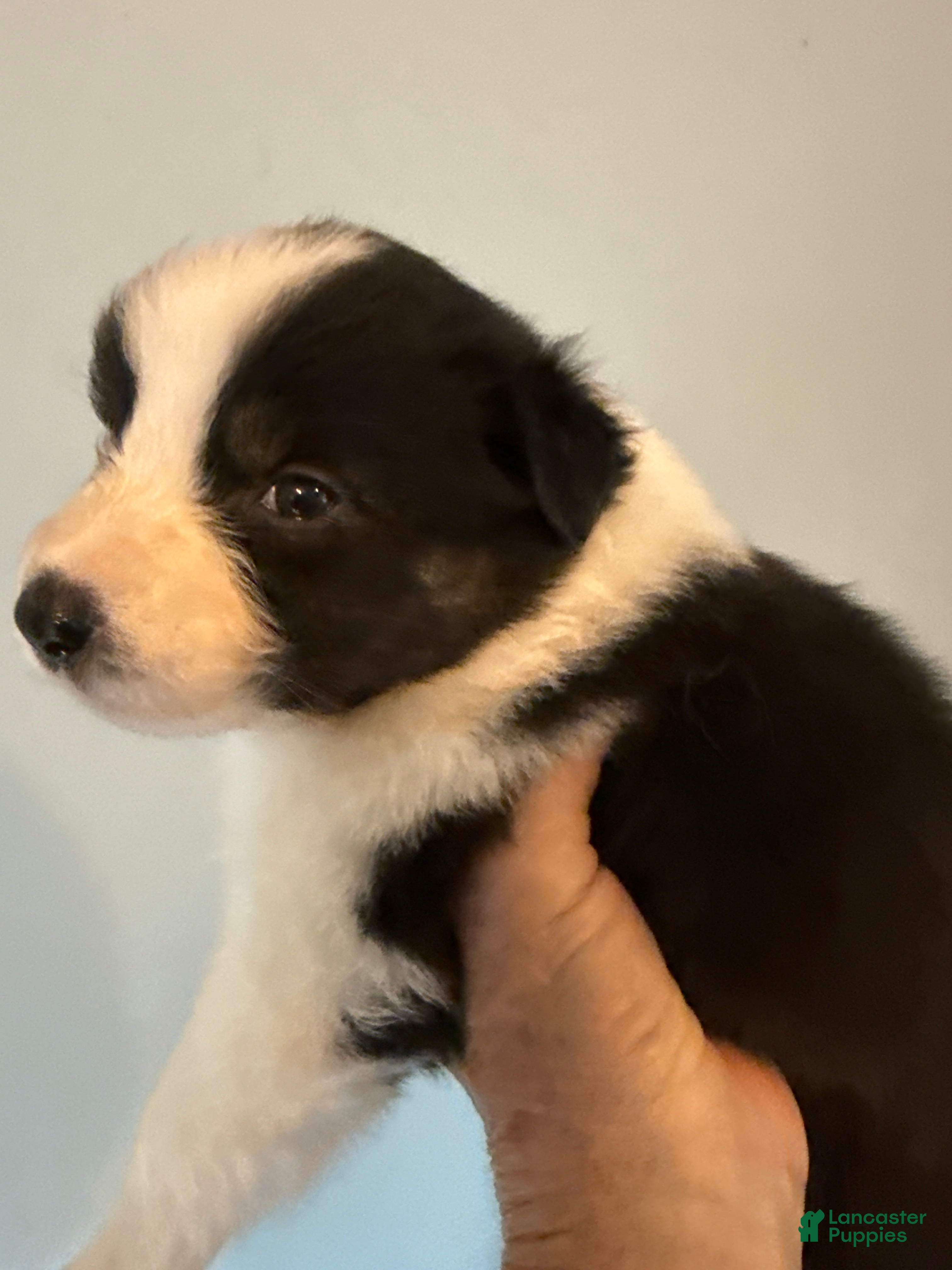 Australian Shepherd dogs Australian Shepherd Puppy 5 - Ad 29