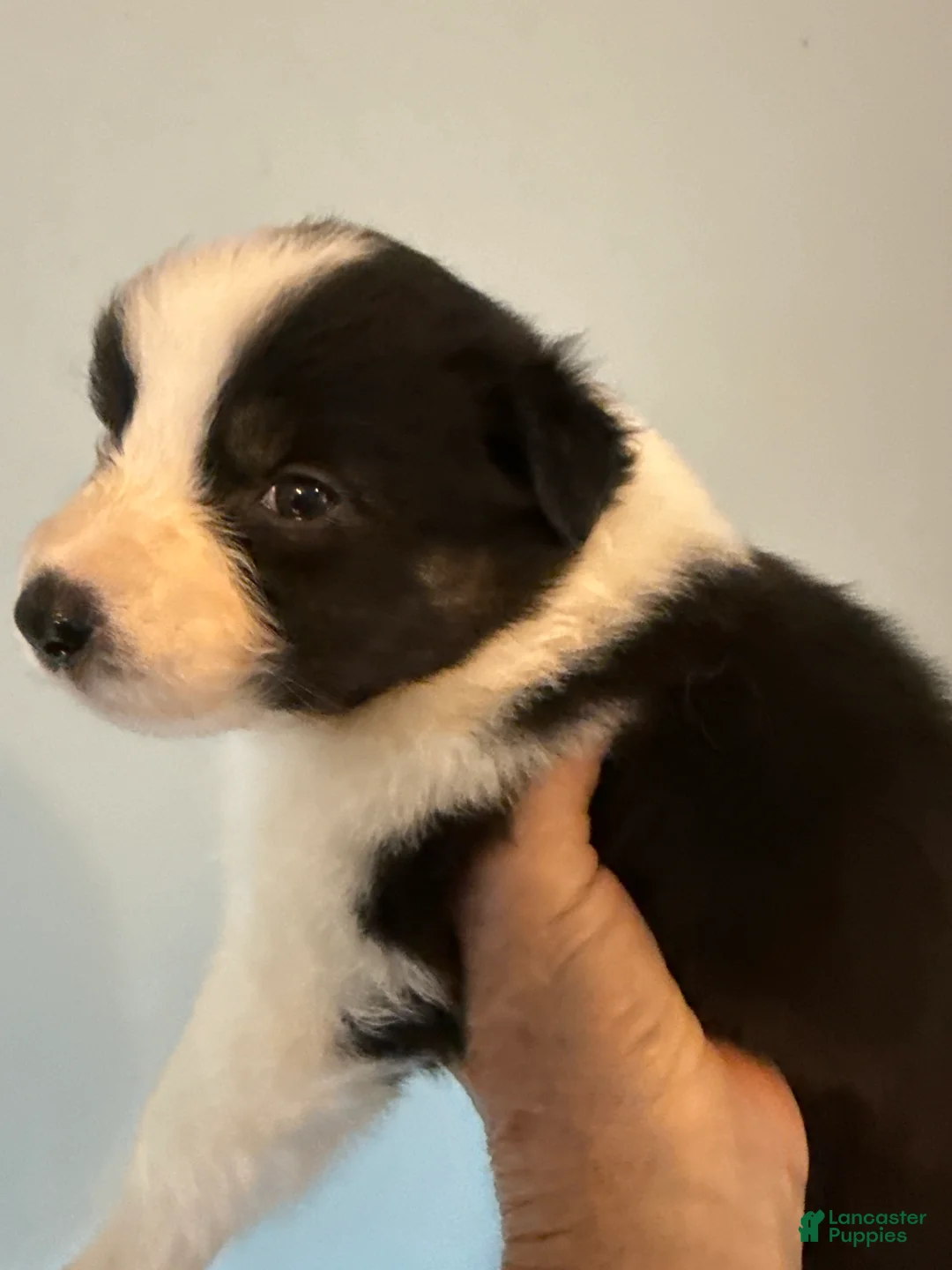 Australian Shepherd dogs for sale: Australian Shepherd Puppy 5 - Ad 1