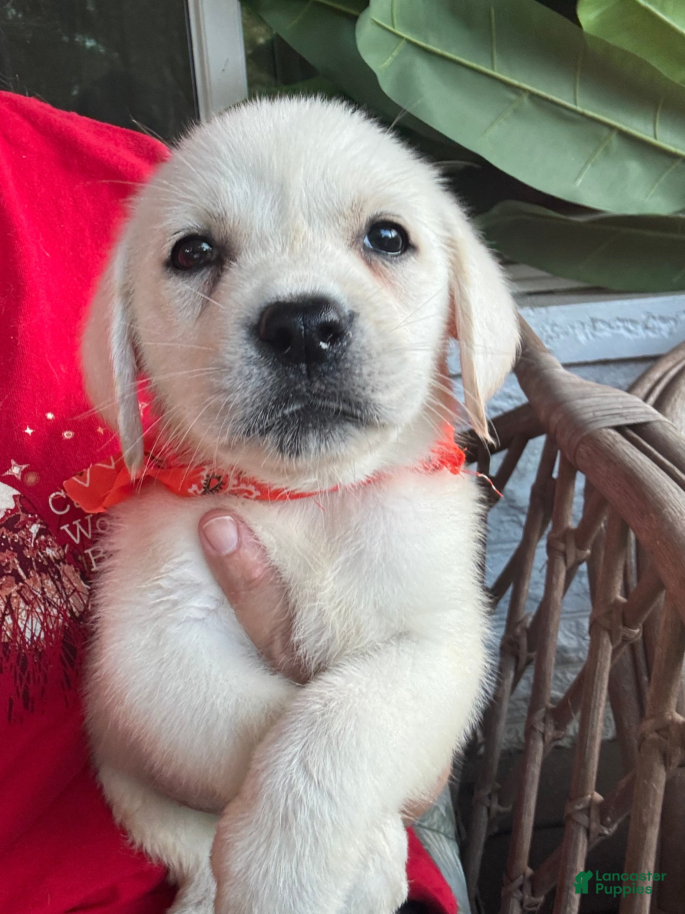 Labrador Retriever dogs Labrador Retriever Male Titus - Ad 11