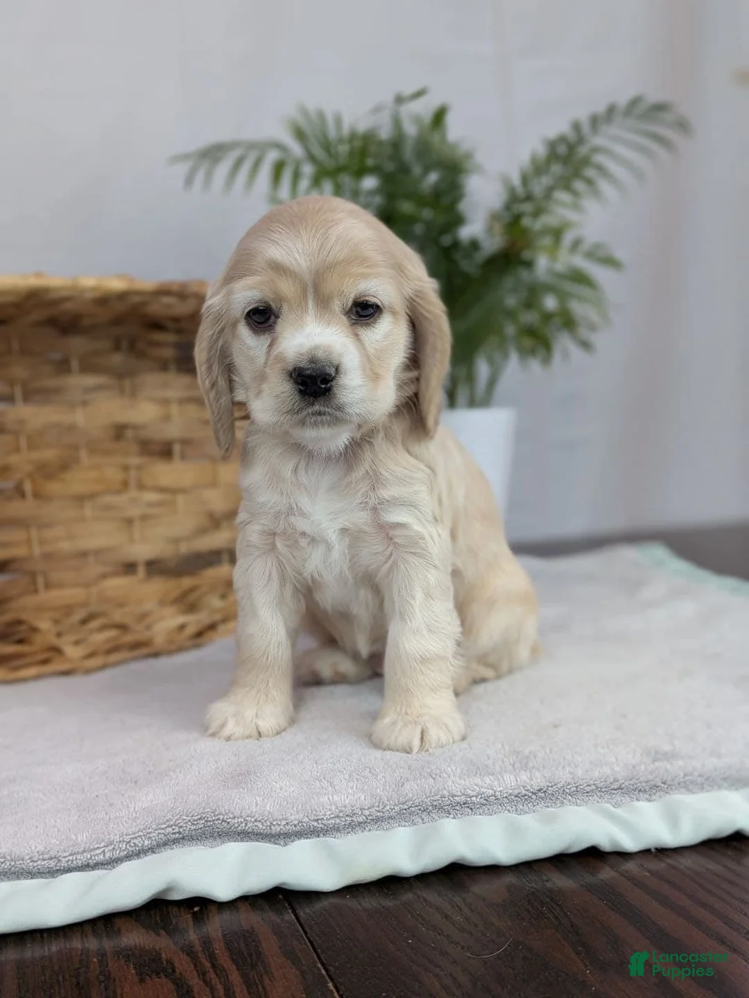 Cocker Spaniel dogs for sale: Cocker Spaniel Puppy 5 - Ad 1