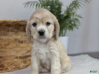 Cocker Spaniel dogs Cocker Spaniel Puppy 5 - Ad 32