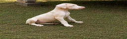 Doberman Pinscher dogs for sale: Angel - Ad 3