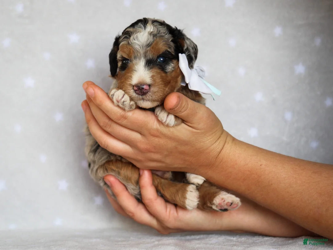 Mini Bernedoodle dogs for sale: Zaylor - Ad 1