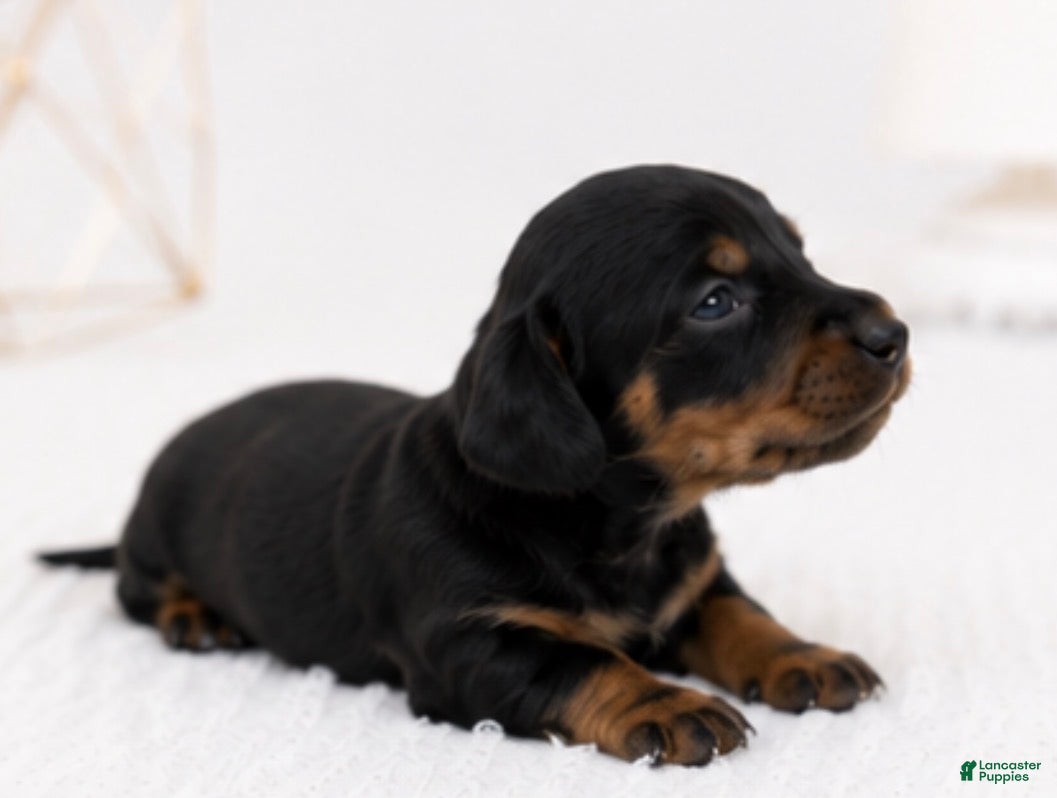 Miniature Dachshund dogs Miniature Dachshund 3 - Ad 1
