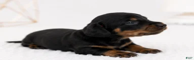 Miniature Dachshund 3