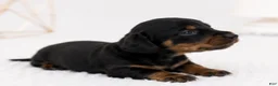 Miniature Dachshund dogs for sale: Miniature Dachshund 3 - Ad 1