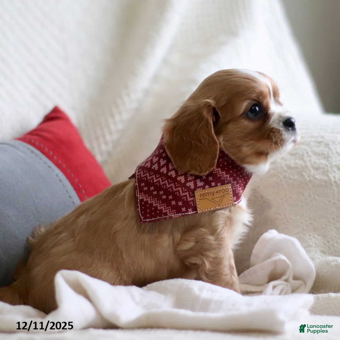 Cavalier King Charles Spaniel dogs for sale: Lucas - Ad 3