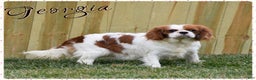 Cavalier King Charles Spaniel dogs for sale: Beckett - Ad 5