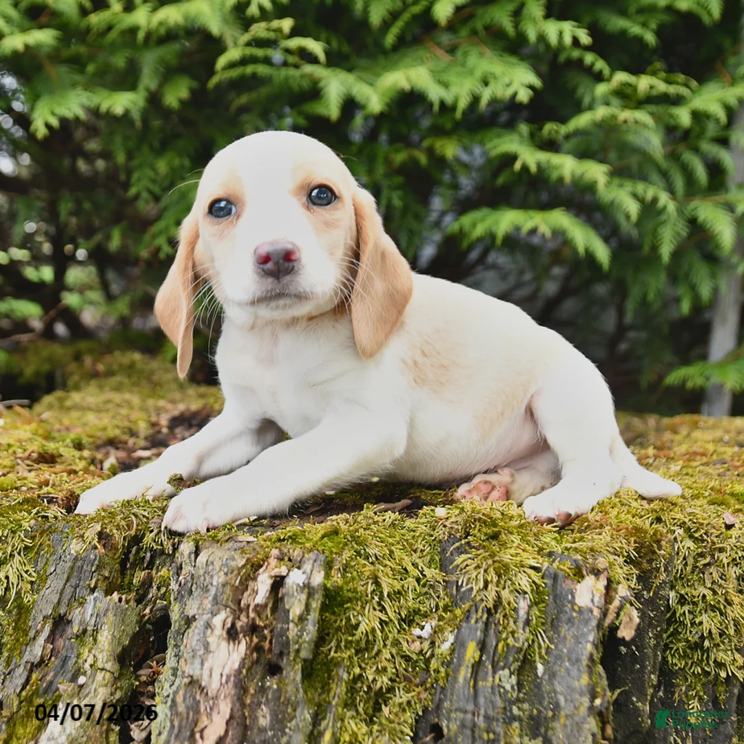 Beagle dogs for sale: Hunter - Ad 1
