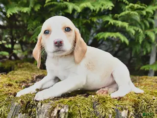 Beagle dogs for sale: Hunter - Ad 2