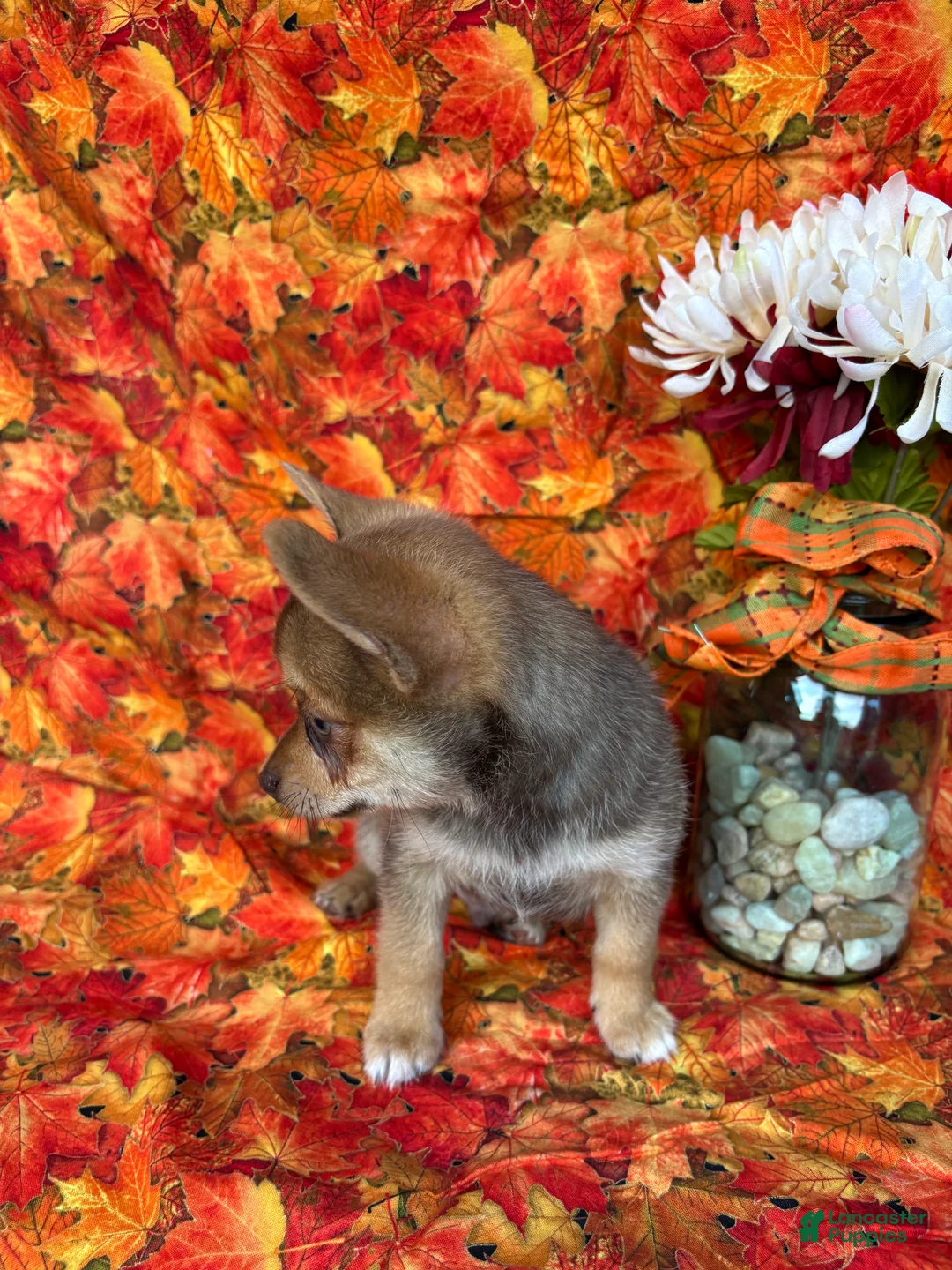 Pomchi dogs for sale: Charlie - Ad 6