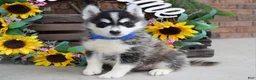 Pomsky dogs for sale: Parker  - Ad 4