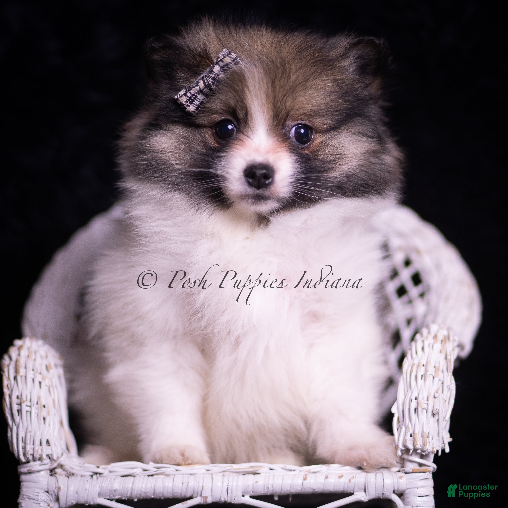 Pomeranian dogs Cuddles - Ad 38
