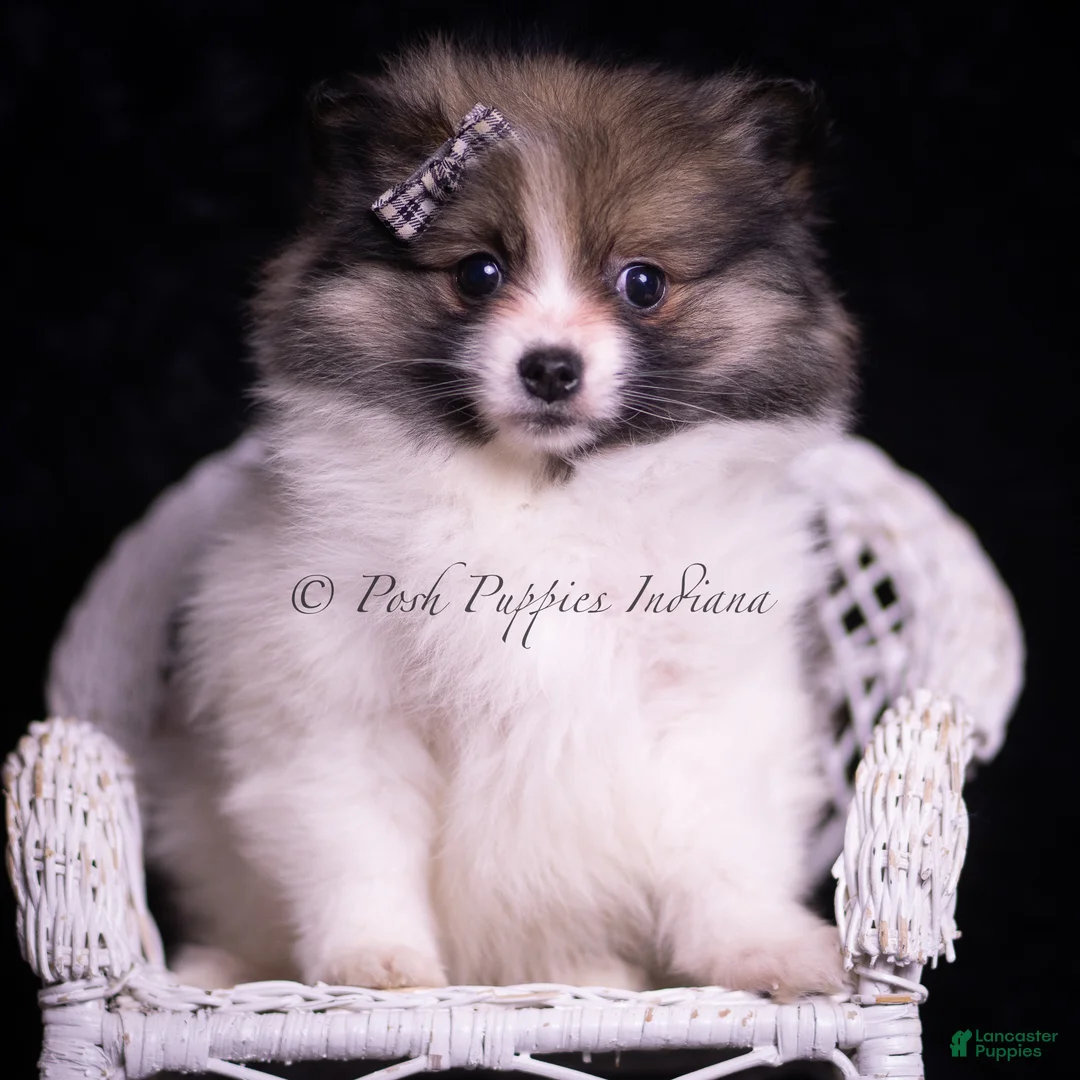 Pomeranian dogs for sale: Cuddles - Ad 1