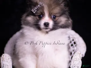 Pomeranian dogs Cuddles - Ad 38