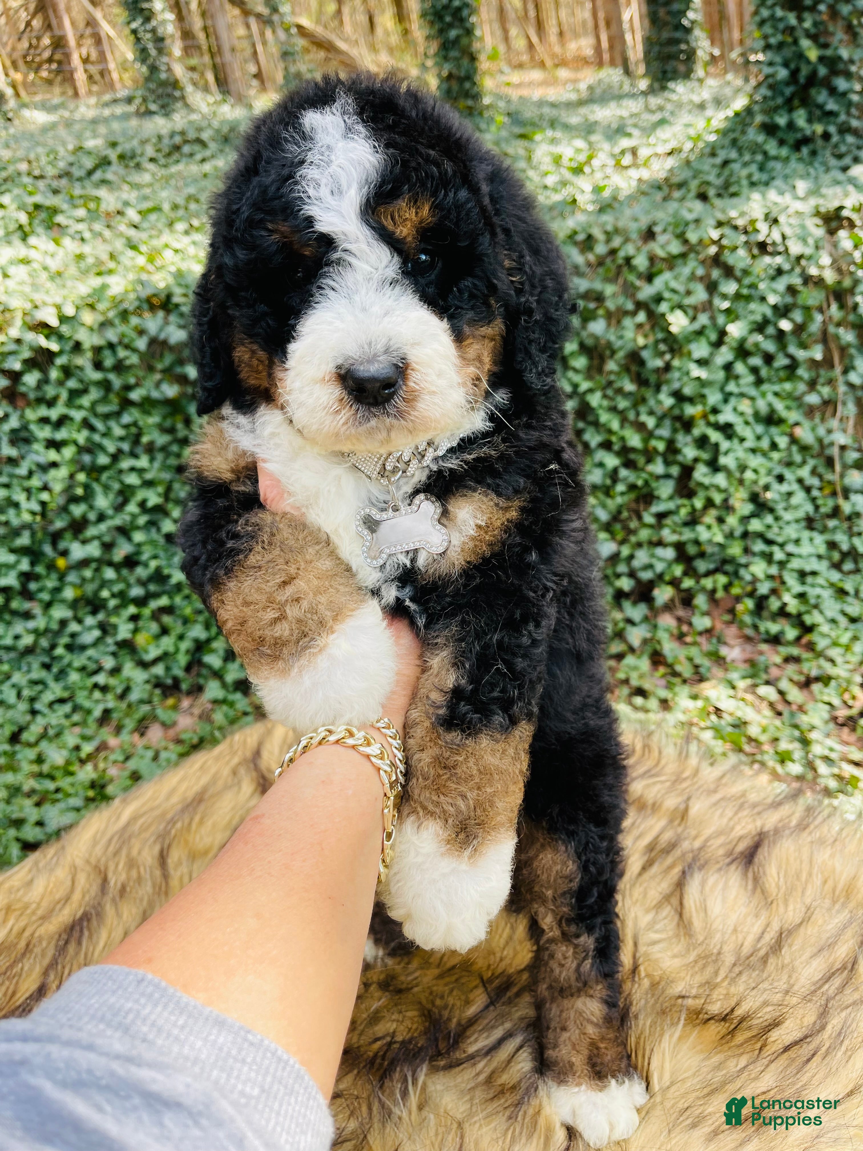 Bernedoodle dogs Bernedoodle “Peep” - Ad 17