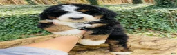 Bernedoodle dogs for sale: Bernedoodle “female ” - Ad 1