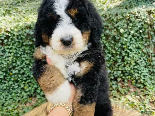 Bernedoodle dogs Bernedoodle “Peep” - Ad 17
