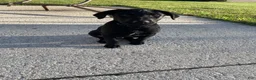 Labrador Retriever dogs for sale: Labrador Retriever 1 - Ad 11