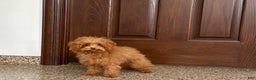Maltipoo dogs for sale: Tiny Red  - Ad 5