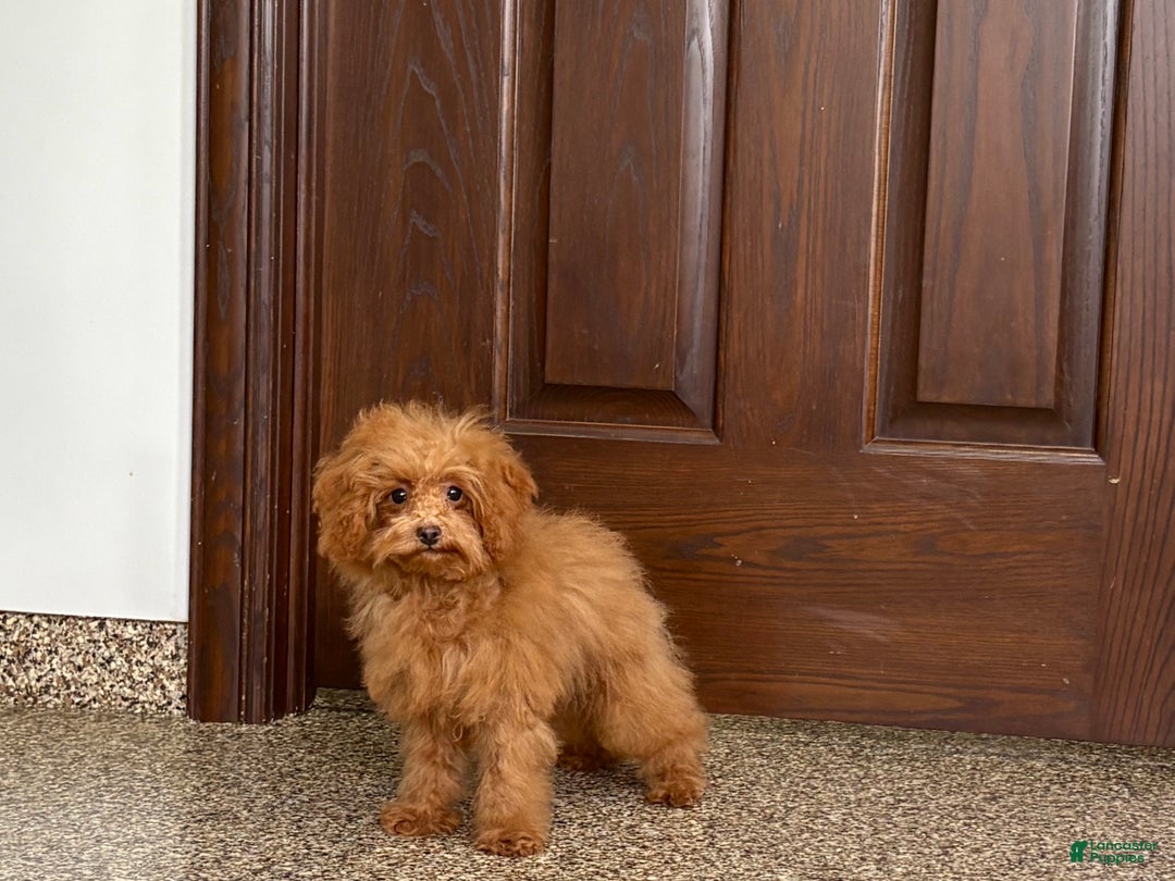 Maltipoo dogs for sale: Tiny Red  - Ad 5