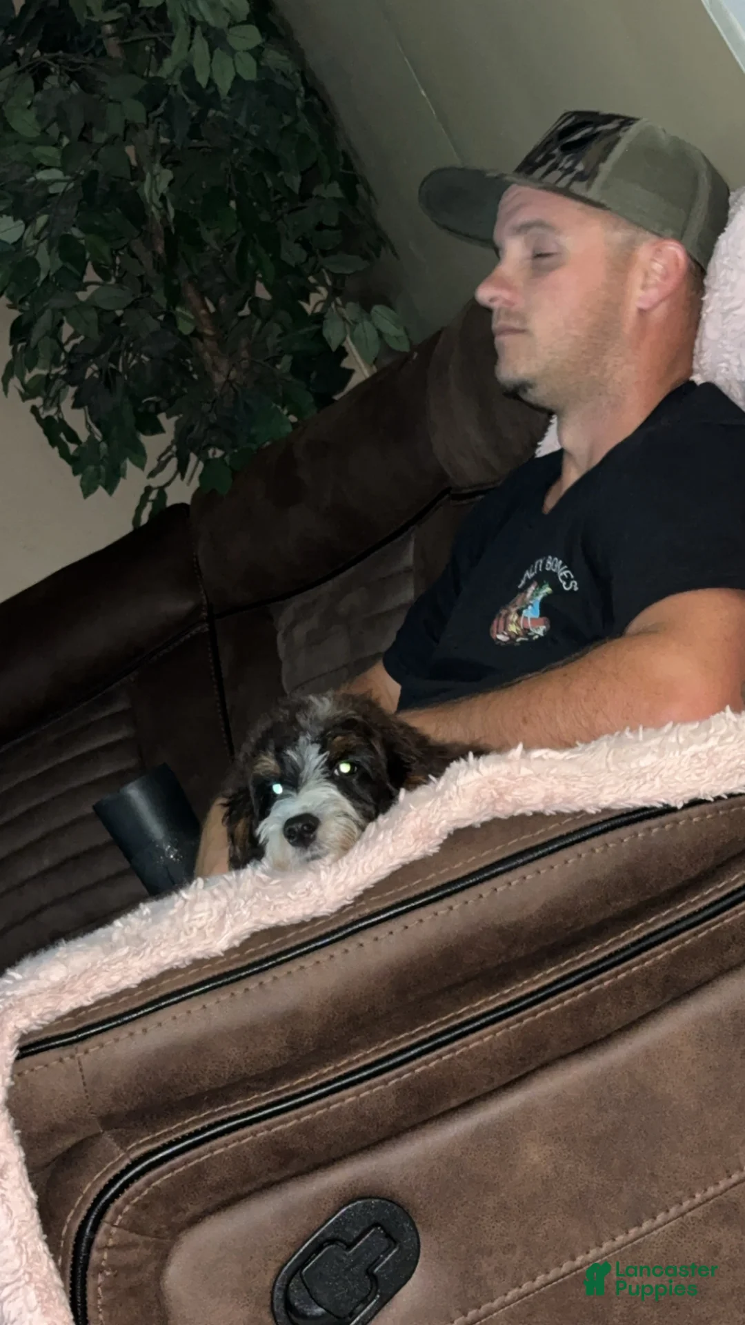 Mini Bernedoodle dogs for sale: Biscotti SALE! - Ad 2