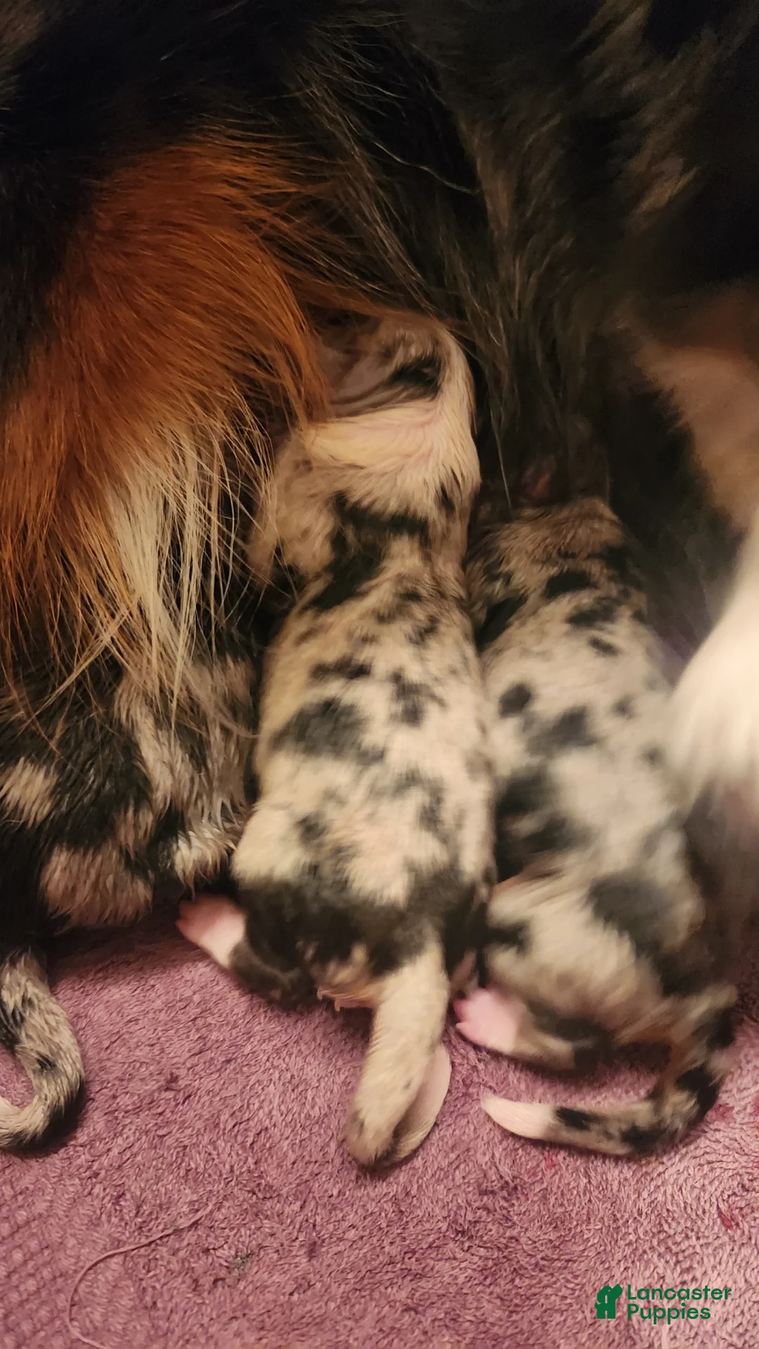 Miniature Australian Shepherd dogs for sale: Miniature Australian Shepherd Puppy 1 - Ad 1